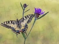 Kwiat, Motyl, Paź królowej, Chaber łąkowy