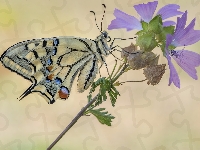 Motyl, Kwiat, Paź królowej, Zbliżenie, Ślaz zaniedbany