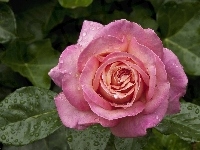Kropelki, Różowa, Róża, Rosy