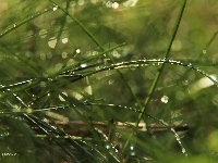 Krople, Trawa, Źdźbła, Bokeh