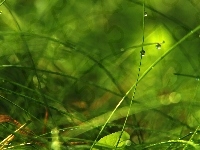 Krople, Trawa, Źdźbła, Bokeh