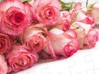 Krople, Róże, Jasnoróżowe