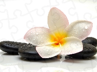 Kamienie, Kwiat, Plumeria, Krople
