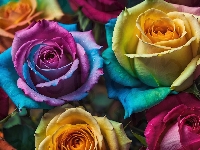 Kolorowe, Kwiaty, Róże, Krople