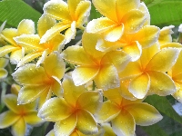 Kwiaty, Plumeria, Żółte, Krople