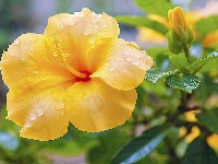 Pąk, Żółty, Hibiskus, Krople