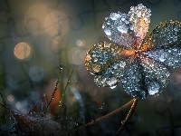 Grafika, Koniczyna, Czterolistna, Krople, AI, Rosa