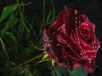 Krople, Bordowa, Róża, Rosy
