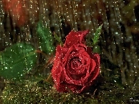 Krople, Czerwona, Róża, Deszczu