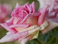 Krople, Różowa, Róża, Rosy
