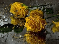 Krople, Żółte, Róże, Deszczu