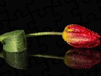 Krople, Czerwony, Tulipan, Rosy
