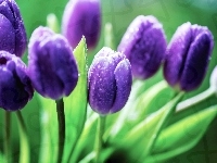 Krople, Fioletowe, Tulipany, Deszczu