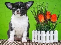 Płotek, Tulipany, Chihuahua krótkowłosa