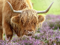 Rogi, Szkocka rasa, Krowa, Highland, Wrzos, Wygięte