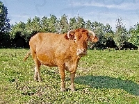 Krówka, Łąka