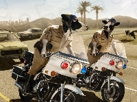 Krowy, Motory, Droga, Samochody, Policja