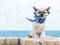 Szalik, Okulary, Chihuahua krutkowłosa