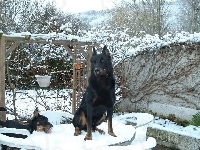 krzesła, Owczarek francuski Beauceron, stół, śnieg