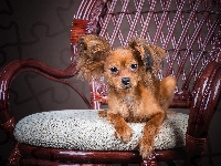 Krzesło, Papillon, Słodki