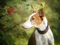 Pies, Krzew, Basenji, Porzeczki, Gałązki