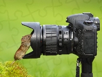 Fotograficzny, Myszka, Aparat, Krzew