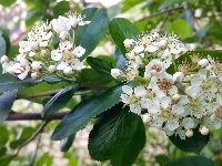 Kwitnąca, Krzew, Aronia
