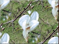 Krzew, Magnolii