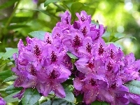 Krzew, Rododendron