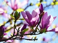 Krzew, Magnolia, Światło, Wiosna