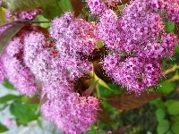 Krzewu, Purpurowe, Kwiaty, Tawuła japońska