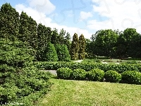 Krzewy, Krajobraz, Drzewa, Park