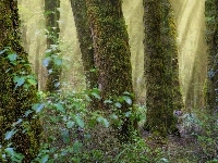 Krzewy, Słońca, Las, Drzewa, Promienie