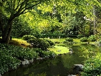 Krzewy, Park, Staw, Zieleń