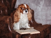 Okulary, Książka, Pies, Cavalier King Charles spaniel, Fotel