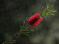 Kuflik, Kwiat, Czerwony