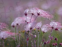 Roślina, Kwiaty, Różowe, Kuklik, Prairie Smoke