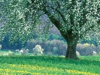 Kwiat, Drzewo, Łąka, Las
