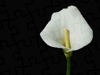 Białej, Kwiat, Kalii