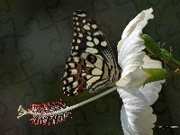 Kwiat, Motyl, Biały, Hibiskus