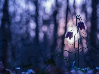 Bokeh, Szachownica kostkowata, Kwiat