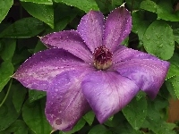 Kwiat, Clematis