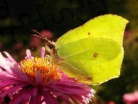 Kwiat, Motyl, Latolistek cytrynek, Aster