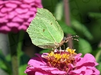 Kwiat, Motyl, Cytrynek, Cynia