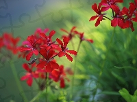 Kwiat, Pelargonia, Czerwona