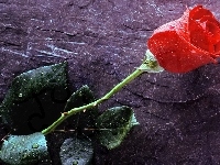 Czerwona, Kwiat, Róża