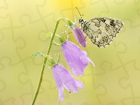 Motyl, Kwiat, Dzwonki, Polowiec szachownica