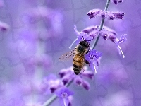 Kwiat, Pszczoła, Fioletowy, Rozmycie