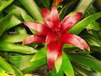 Kwiat, Guzmania