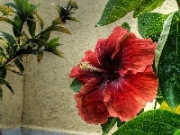 Kwiat, Hibiskus